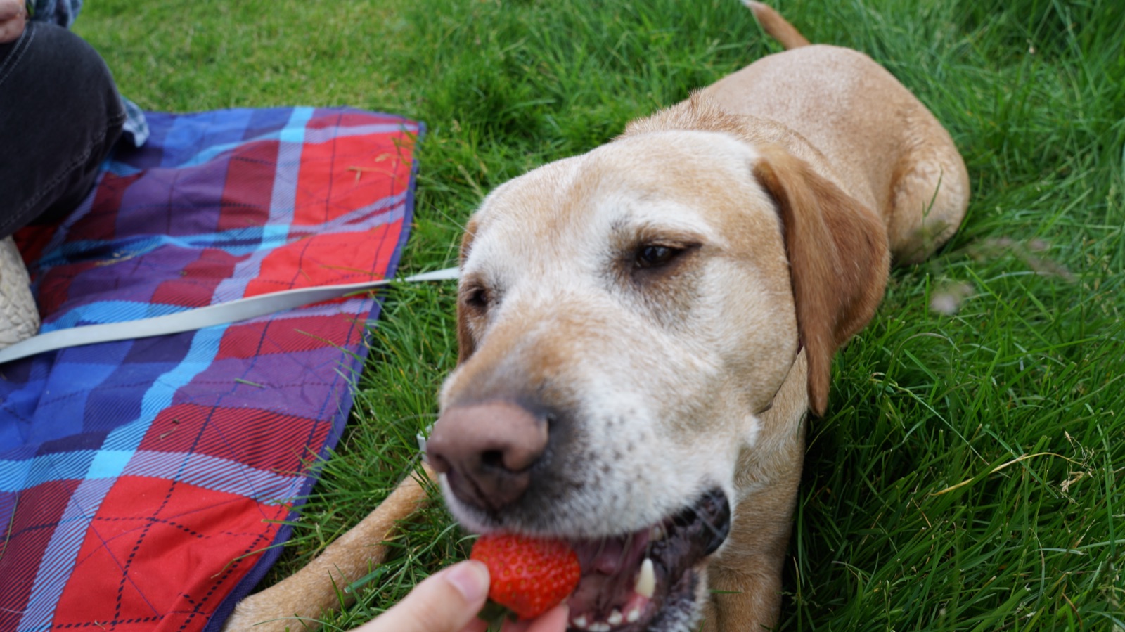 Labrador beißt in eine Erdbeere auf einer Picknickdecke